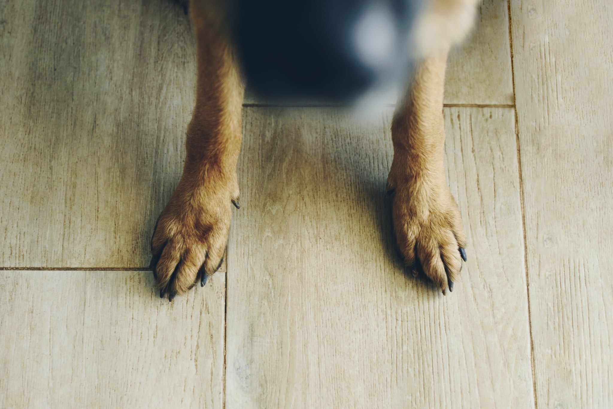 German Shepard Paw On The Floor, Close- up