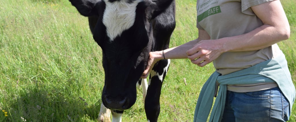 Farm Sanctuary Pictures