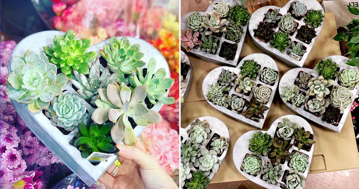 chalk fingers succulent Senecio Vitalis 'Serpents' 
