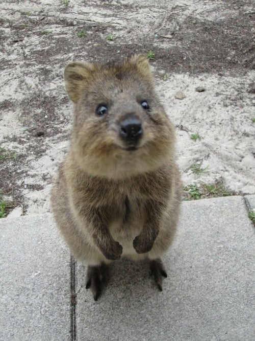 Quokkas are predominantly found on Rottnest Island, off the coast of Western Australia, and while they used to run rampant all over Southwestern Australia, their numbers on the mainland have dwindled.
Source: Tumblr user Well Now Your Here You May as Well Look Around
