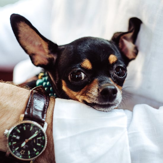 What to Do When You're Allergic to Dogs