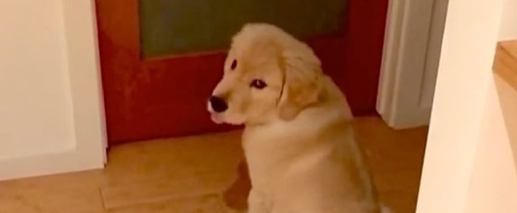 Golden Retriever Puppy Locked Out of Bedroom Video