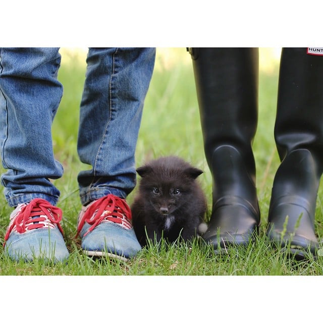 Rescued Baby Fox Pictures