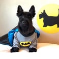 Trying to Pick a Halloween Costume? Angus the Scottie Is All the Inspo You'll Need