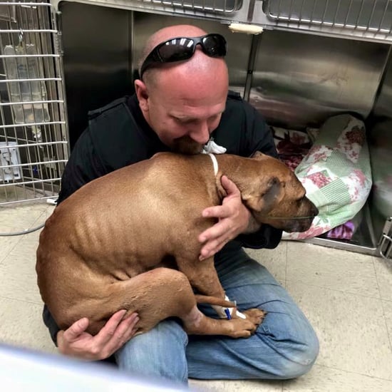 Pit Bull Rescued From Fighting Life