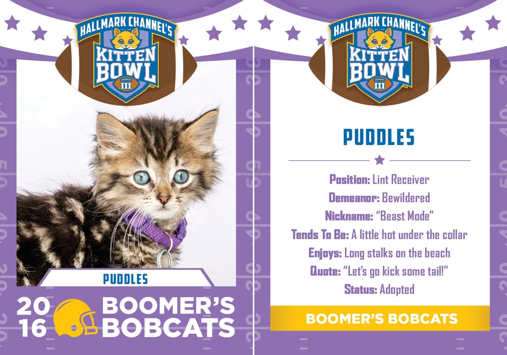 Kitten Bowl 2016