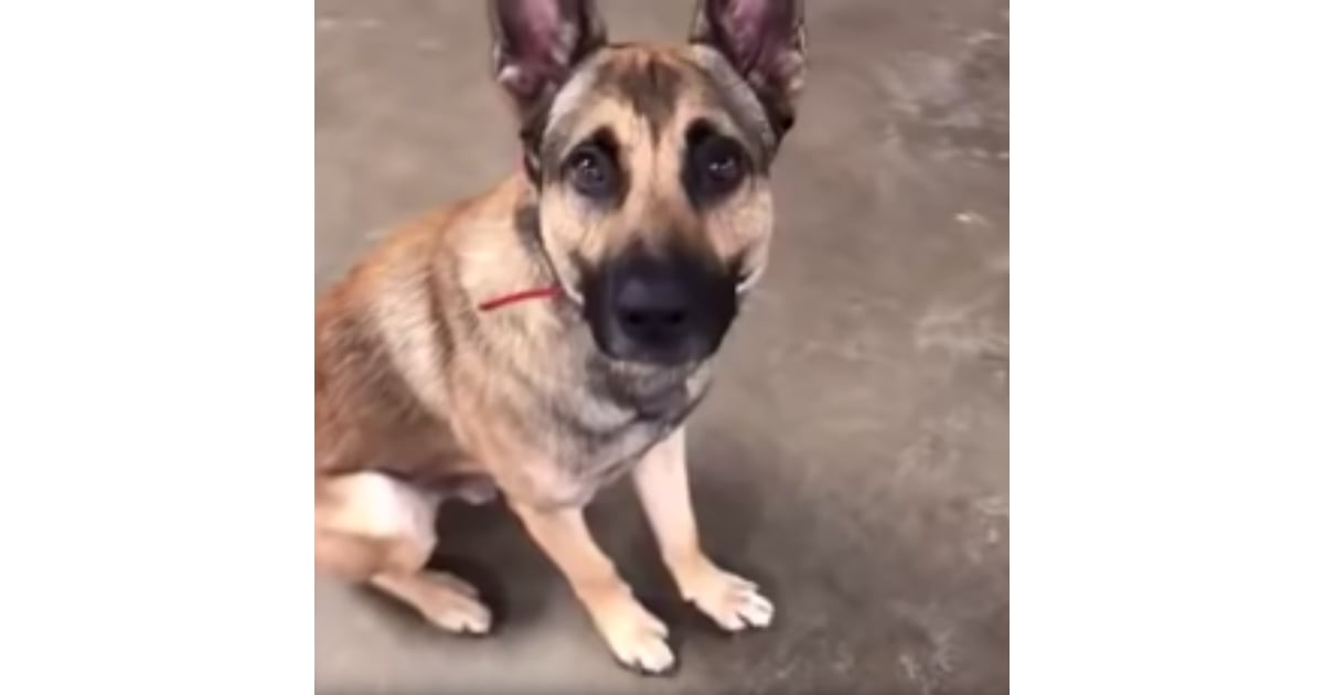 ryker the service dog