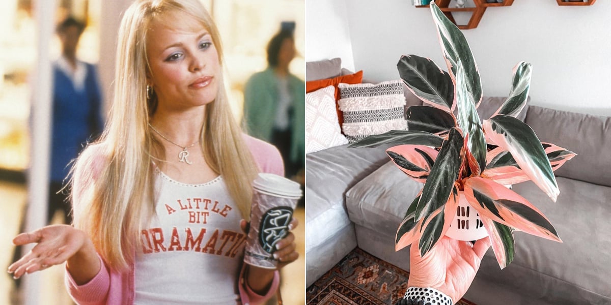 Funny Plant Name Ideas PS UK Home