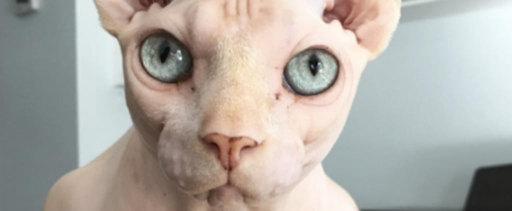 Hairless Cats on Instagram