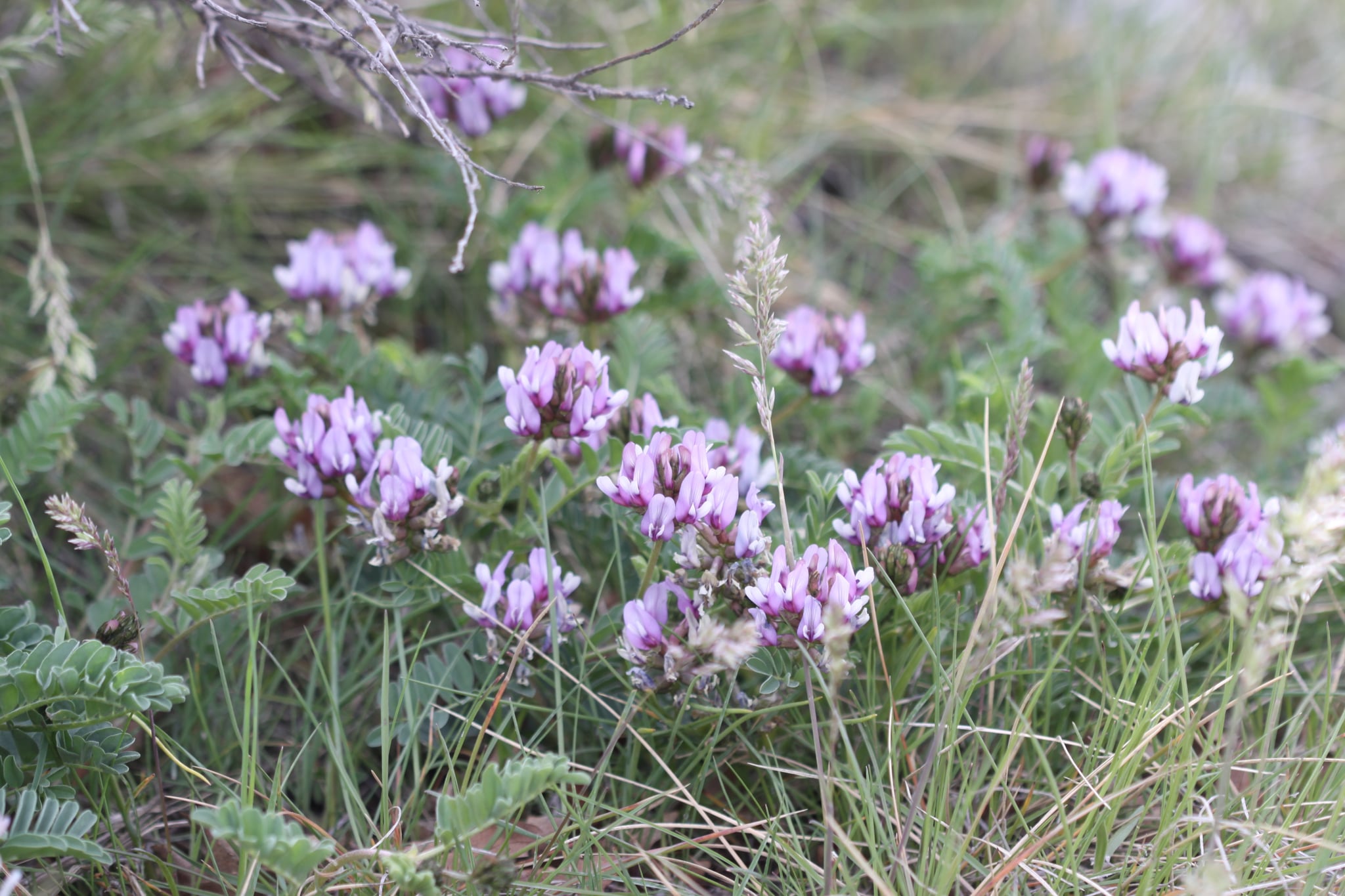 What Is Astragalus? POPSUGAR Fitness