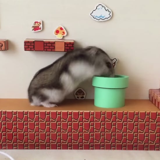 Hamster Goes Through Super Mario Bros Maze