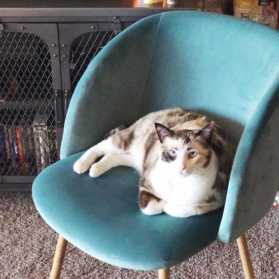 Is the Amazon Velvet Chair Actually Good?