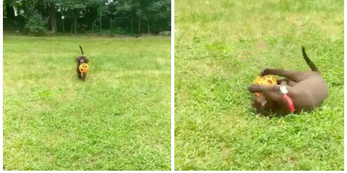 Video of Chocolate Lab Puppy Falling Over a Ball | PS Pets