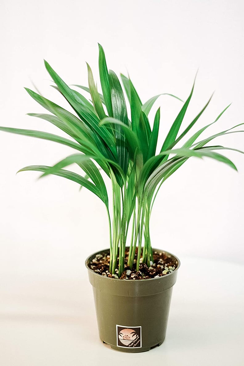 Areca Palm Plant