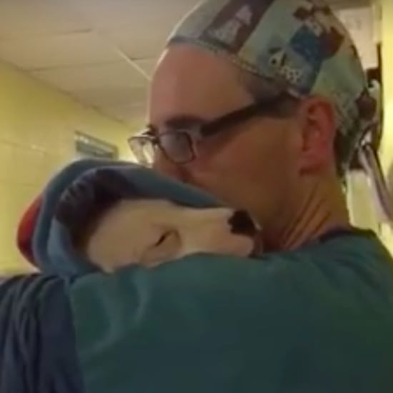 مساعد طبيب بيطري يهدئ كلبة بعد العملية | فيديو