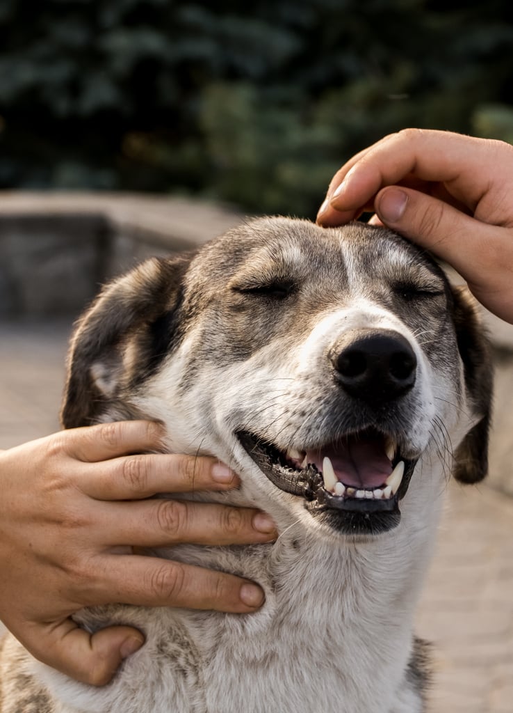 Meet the Dogs of Chernobyl Airbnb Is Offering Tons of