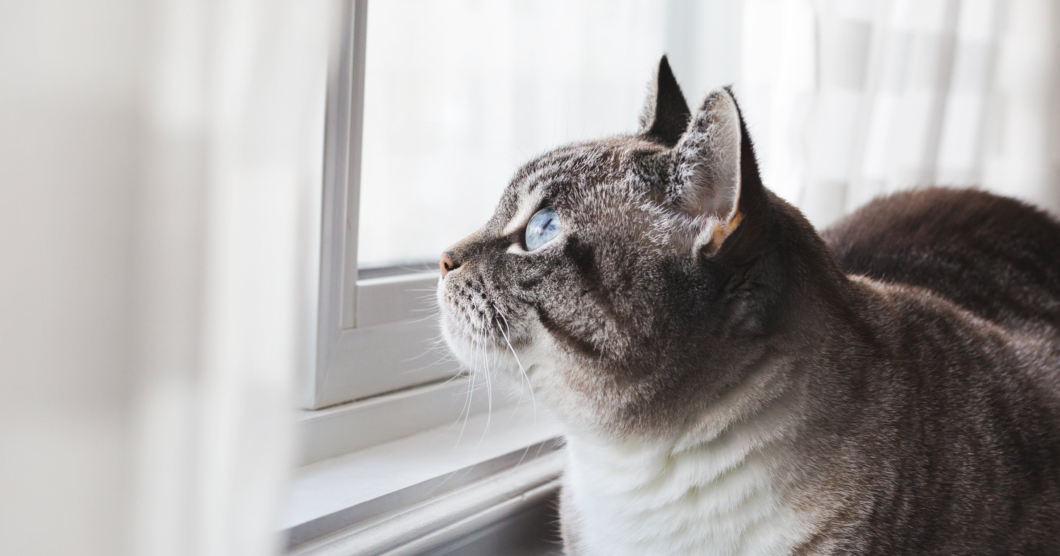 How Long Can Cats Be Left Alone? POPSUGAR Pets