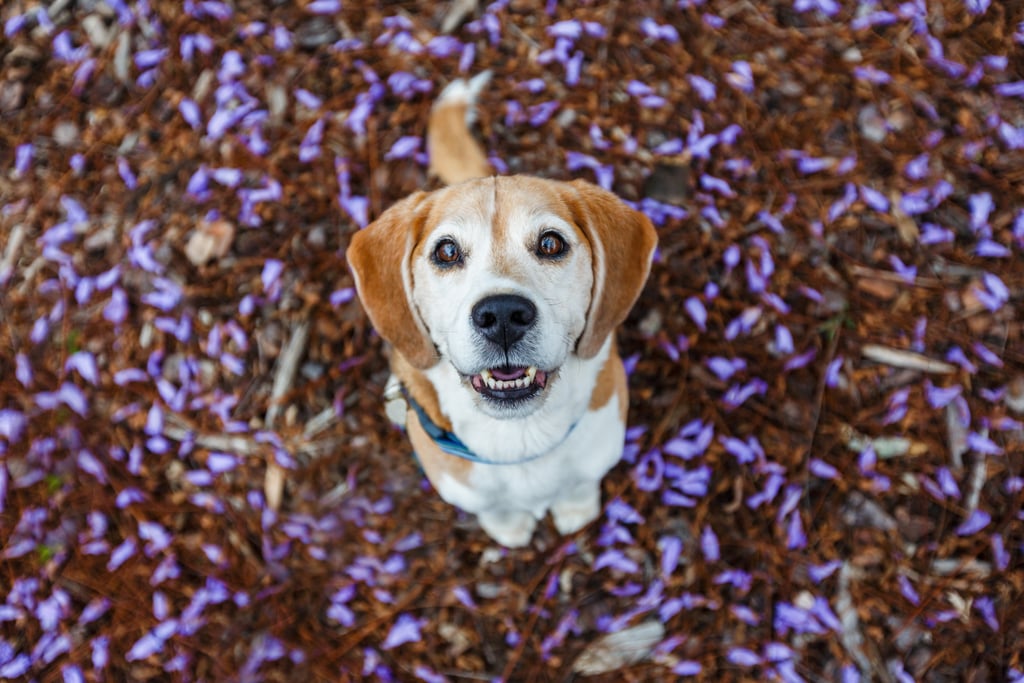 Cutest Pictures of Beagles