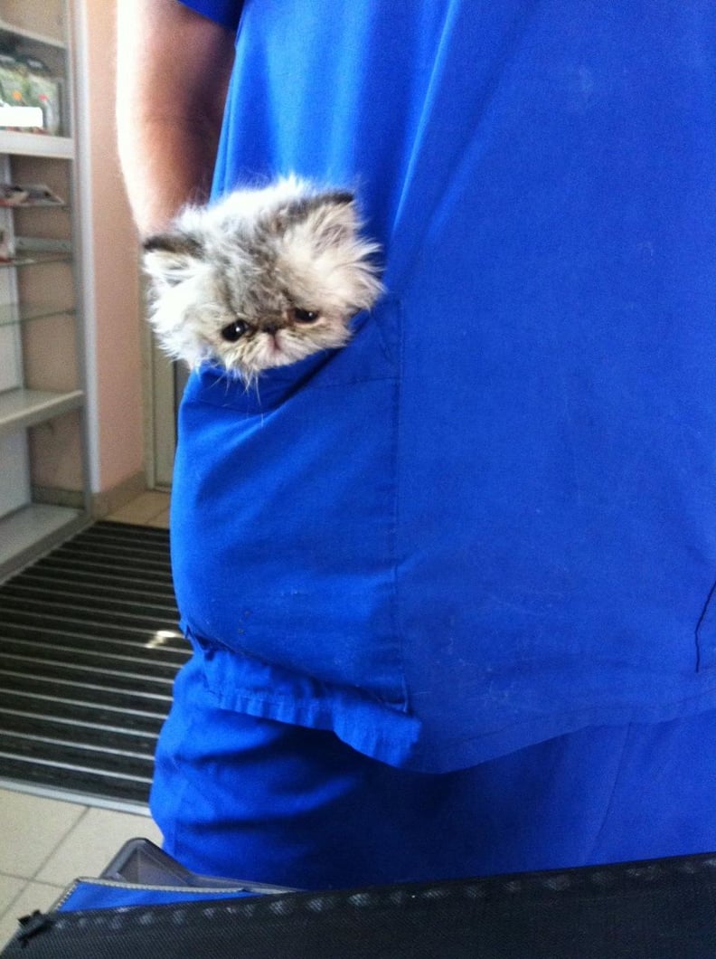 This pocket friend