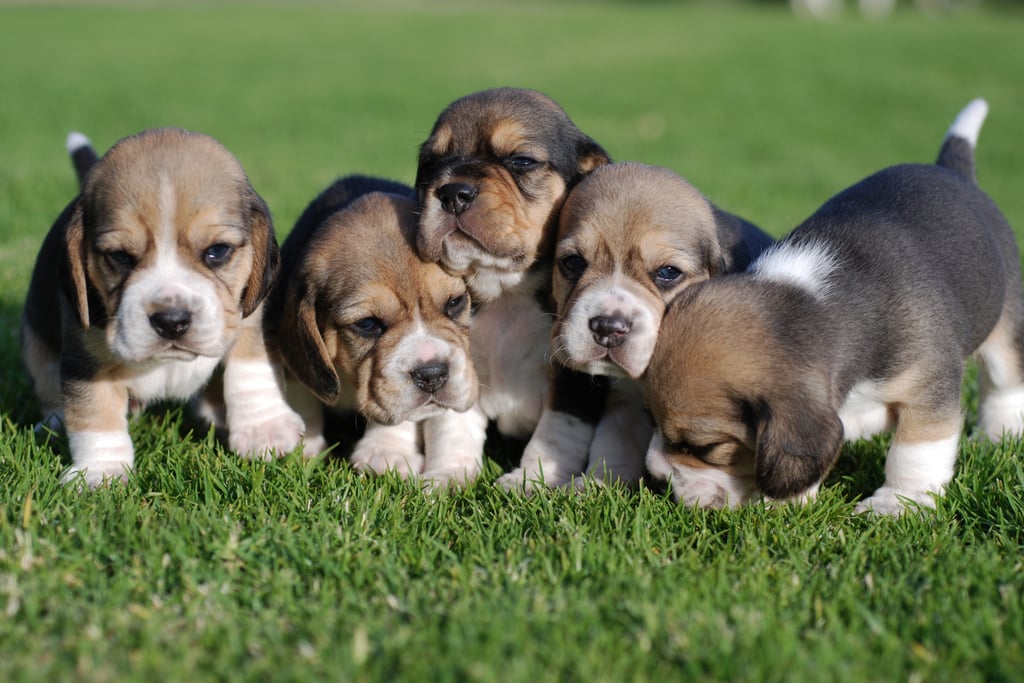 Cutest Pictures of Beagles