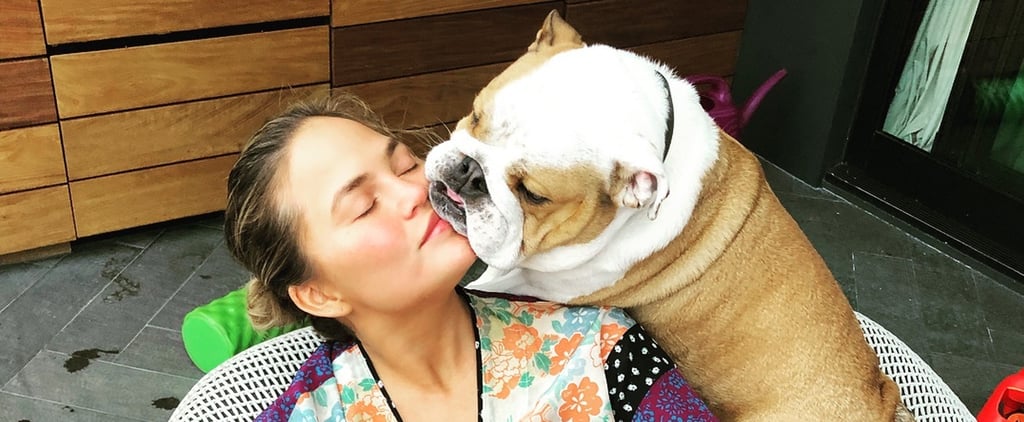 See Photos of Chrissy Teigen and John Legend's Pets