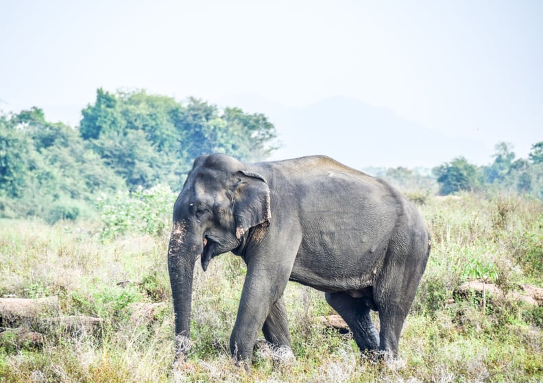 Elephant Close-Ups