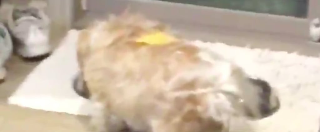 Pet Owners Playing the Dog Cheese Game