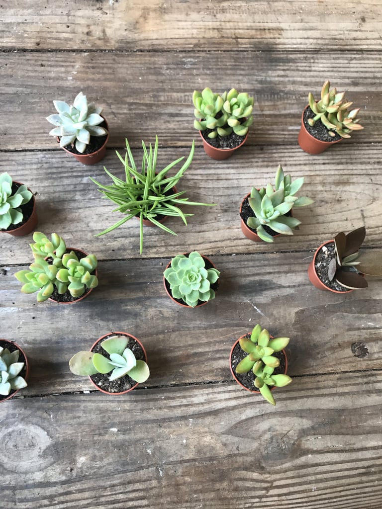 Succulents