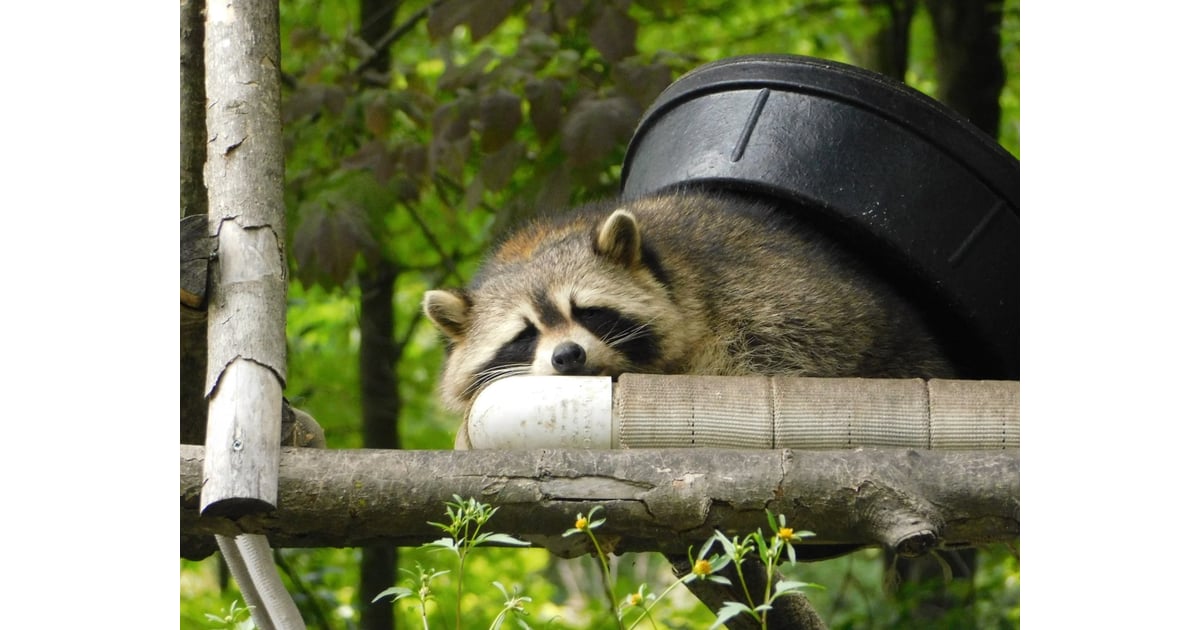 Raccoon in sale blanket