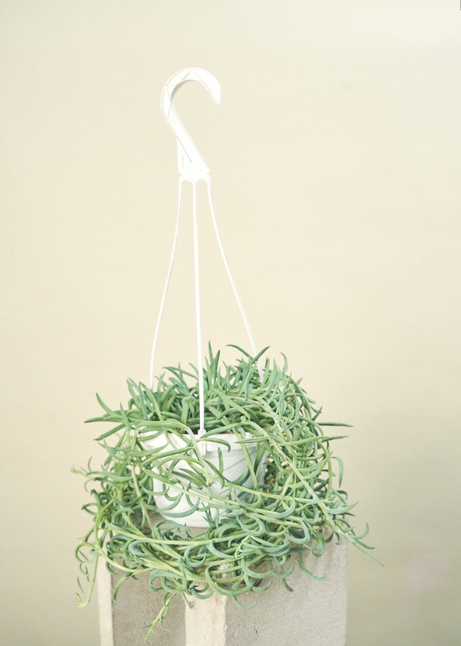 Best Indoor Plants For Dorms POPSUGAR Home