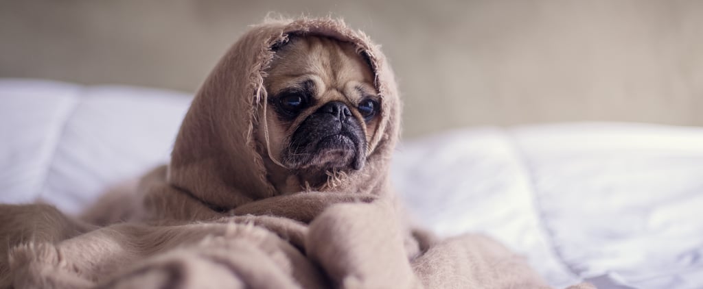How to Help a Dog With Anxiety