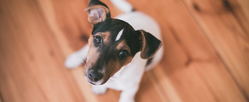 What to Do When Your Dog Is a Picky Eater