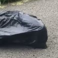 The Viral Story of an Abandoned Dog Found in a Garbage Bag Will Make Your Heart Cry