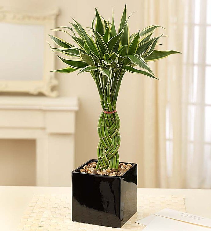 Modern store desk plant