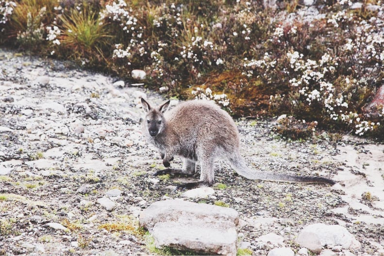 It’s home to all sorts of cute creatures.