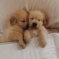 37 Photos of Puppies That Are Bound to Give You Golden Retriever Fever