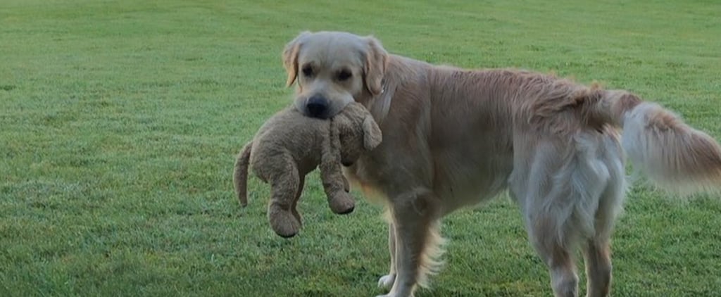 Golden Retriever That Has a Golden Retriever Stuffed Animal