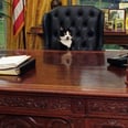 The Latest Internet Meme Has Pets Running For President, and Where Do I Cast My Vote?