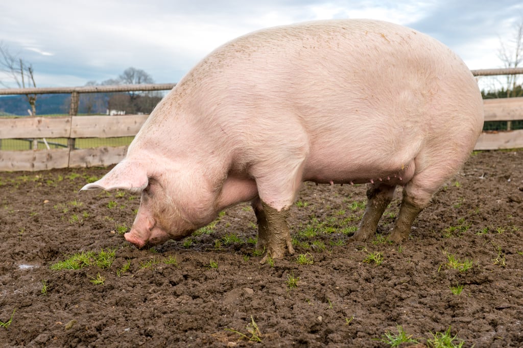 Consuming Pigs' Feet