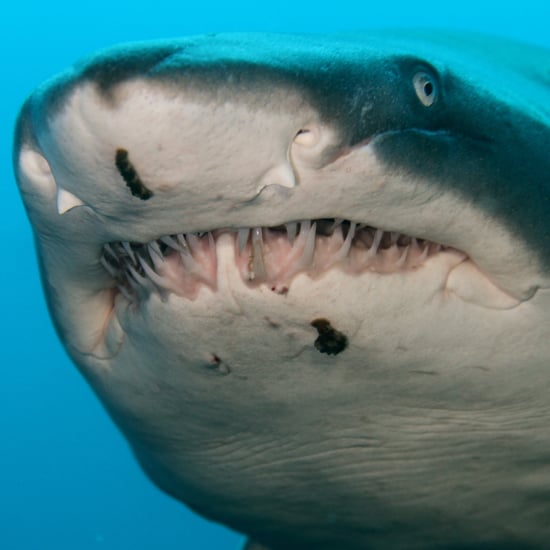 Pictures of Sharks