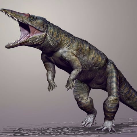 Carolina Butcher Crocodile From Triassic Period