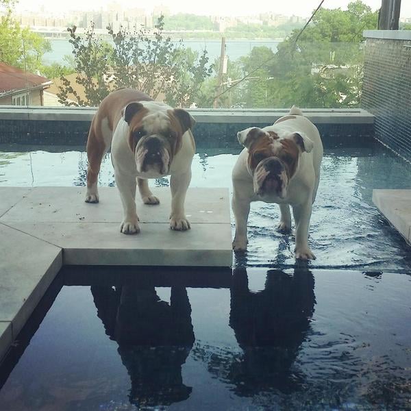 Spartacus & Maximus, 48K Followers
