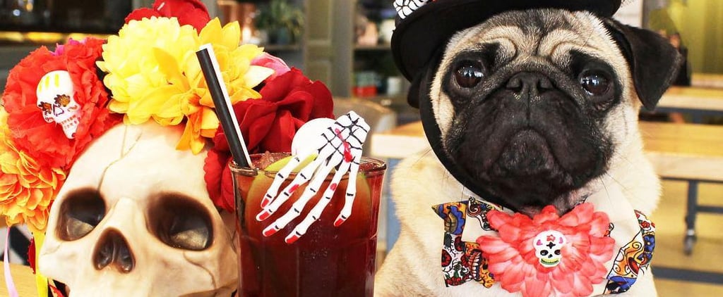 Animal Cafes in the UK