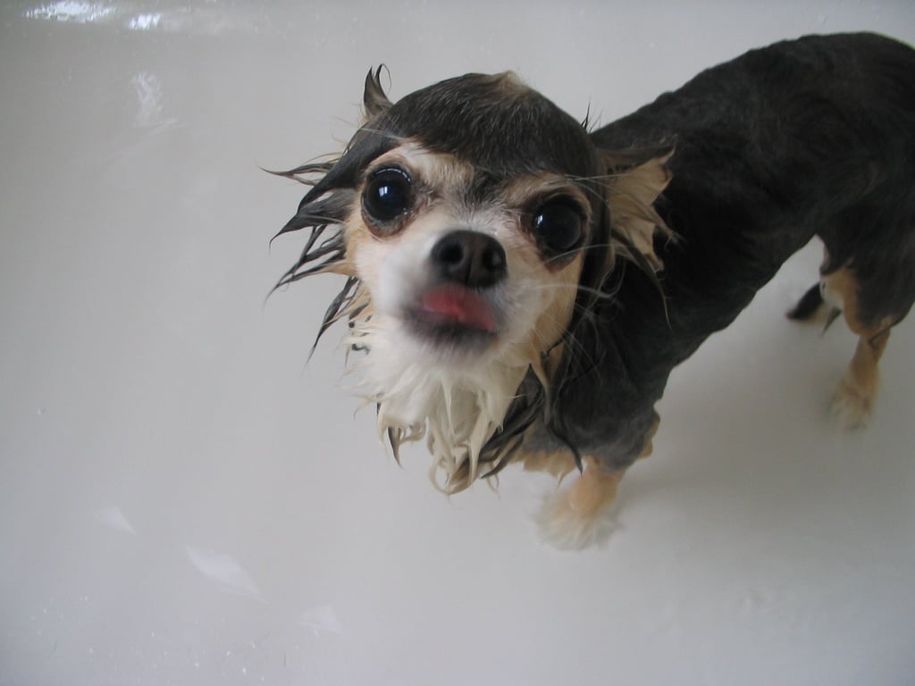Lather Up AtHome Dog Grooming Tips POPSUGAR Pets Photo 4