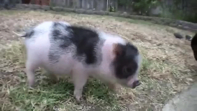 Pig GIFs
