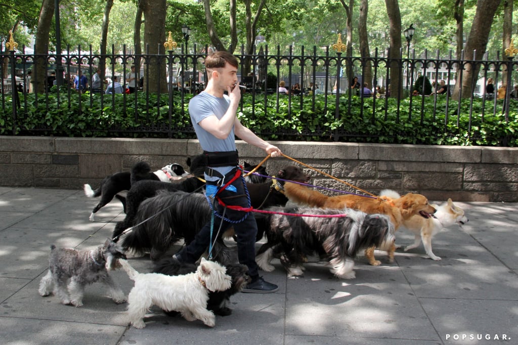 Daniel Radcliffe With Dogs on the Set of Trainwreck