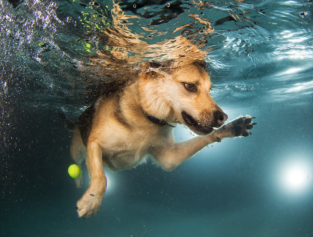 Pictures Of Dogs Swimming Finding Fido Popsugar Pets