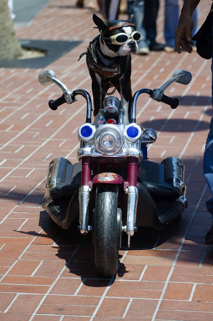 Pictures of Dog on Motorcycle at Comicon POPSUGAR Pets