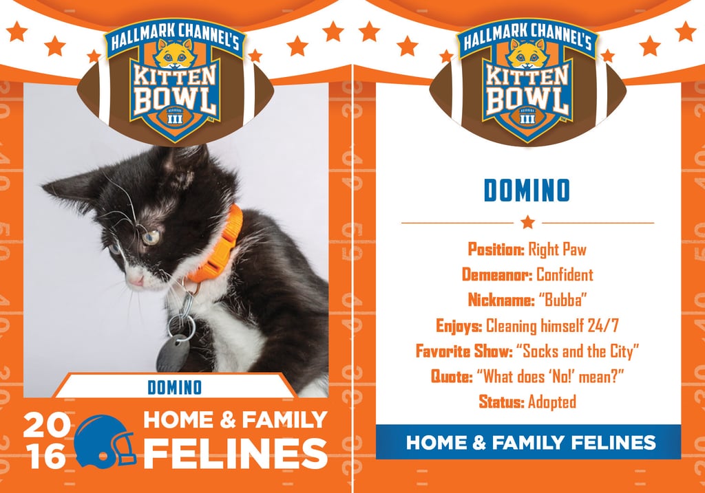 Kitten Bowl 2016