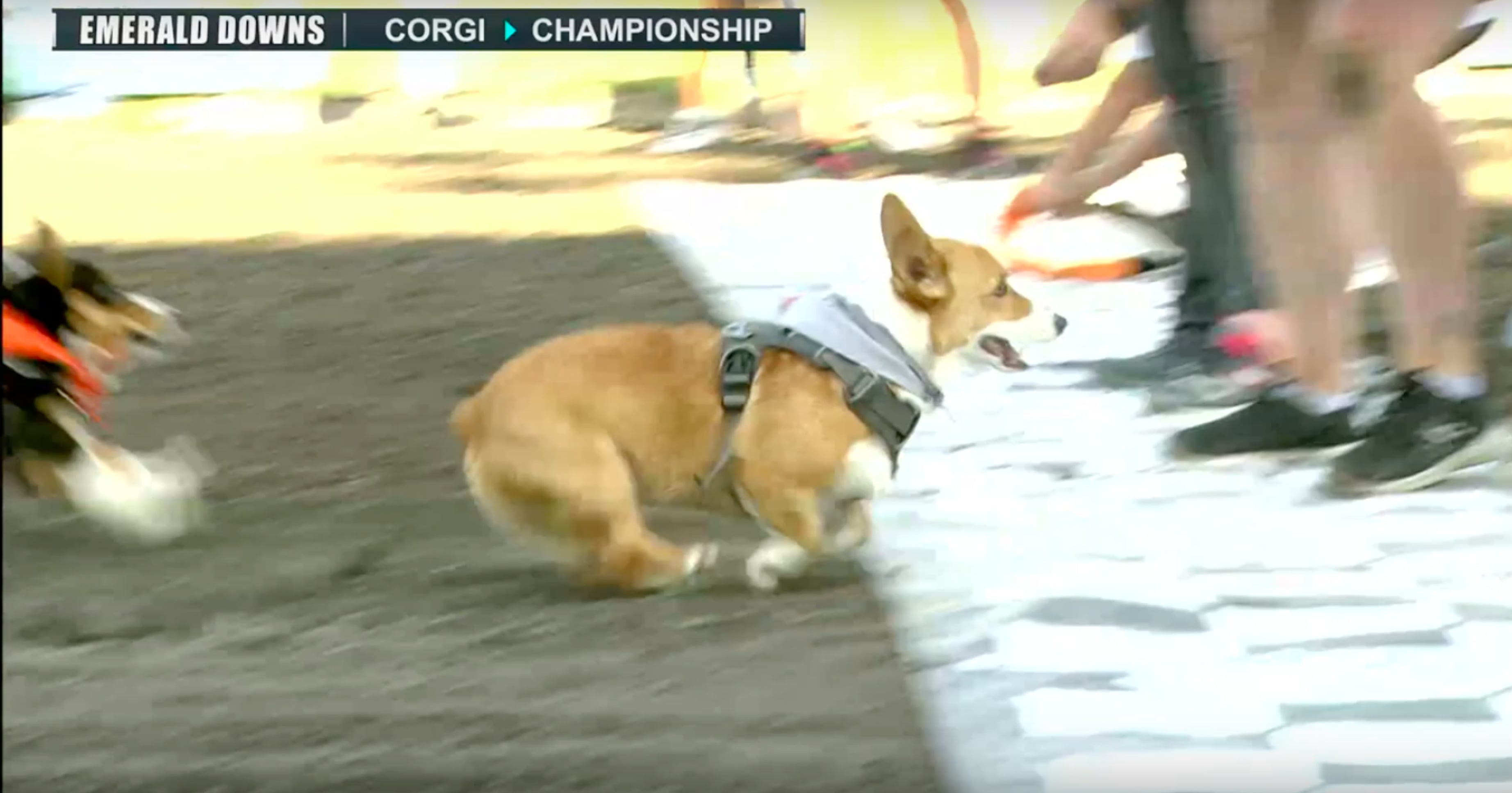 Corgi Racing Video | PS Pets